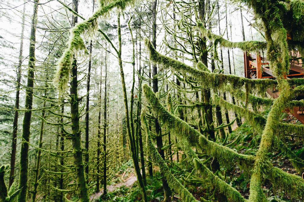 Mossy tree limbs found in the Pacific Northwest.